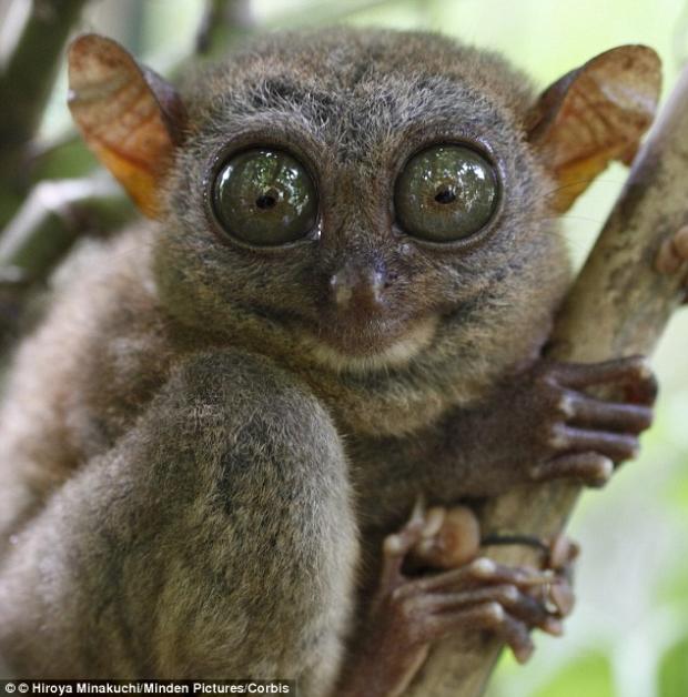 High Quality Bush Baby Blank Meme Template