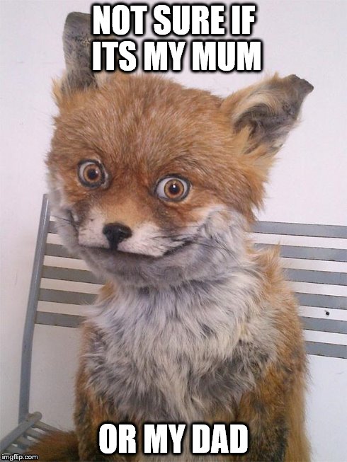 NOT SURE IF ITS MY MUM OR MY DAD | image tagged in parents,lol,fox,nice smile | made w/ Imgflip meme maker