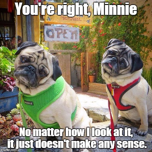 What the? | You're right, Minnie No matter how I look at it, it just doesn't make any sense. | image tagged in dogs,funny,memes,pugs | made w/ Imgflip meme maker