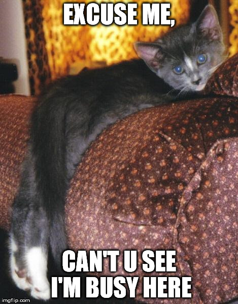 EXCUSE ME, CAN'T U SEE I'M BUSY HERE | image tagged in linnell,cats | made w/ Imgflip meme maker