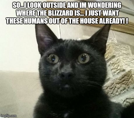 SO...I LOOK OUTSIDE AND IM WONDERING WHERE THE BLIZZARD IS... I JUST WANT THESE HUMANS OUT OF THE HOUSE ALREADY! ! | image tagged in cats,peta,blizzard | made w/ Imgflip meme maker