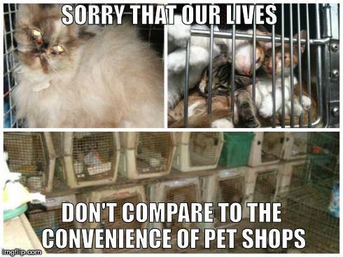 SORRY THAT OUR LIVES DON'T COMPARE TO THE CONVENIENCE OF PET SHOPS | image tagged in milling | made w/ Imgflip meme maker