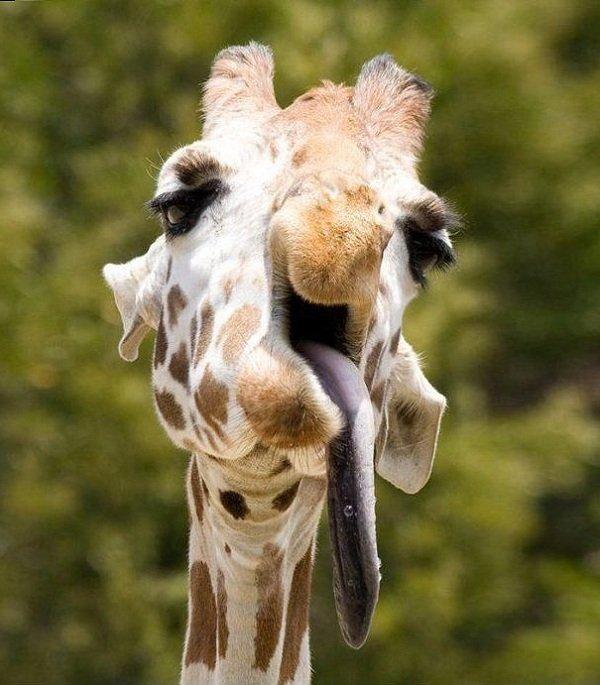 Derp giraffe  Blank Meme Template