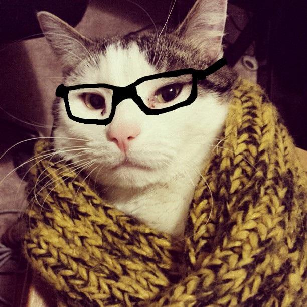 High Quality Hipster Cat Blank Meme Template