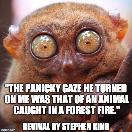 tarsier | "THE PANICKY GAZE HE TURNED ON ME WAS THAT OF AN ANIMAL CAUGHT IN A FOREST FIRE." REVIVAL BY STEPHEN KING | image tagged in tarsier | made w/ Imgflip meme maker