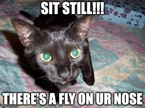 SIT STILL!!! THERE'S A FLY ON UR NOSE | image tagged in beeb | made w/ Imgflip meme maker