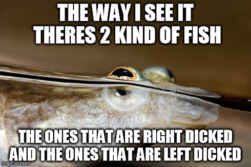 anableps anableps | THE WAY I SEE IT THERES 2 KIND OF FISH THE ONES THAT ARE RIGHT DICKED AND THE ONES THAT ARE LEFT DICKED | image tagged in fish | made w/ Imgflip meme maker