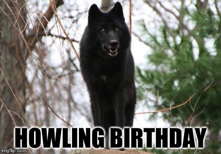 Black Wolf | HOWLING BIRTHDAY | image tagged in black wolf | made w/ Imgflip meme maker