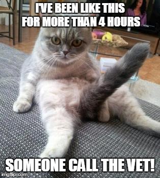I'VE BEEN LIKE THIS FOR MORE THAN 4 HOURS SOMEONE CALL THE VET! | image tagged in viagra,cialis,boner,erectile dysfunction,call a doctor | made w/ Imgflip meme maker