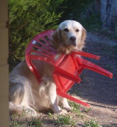 Dog Chair Blank Meme Template