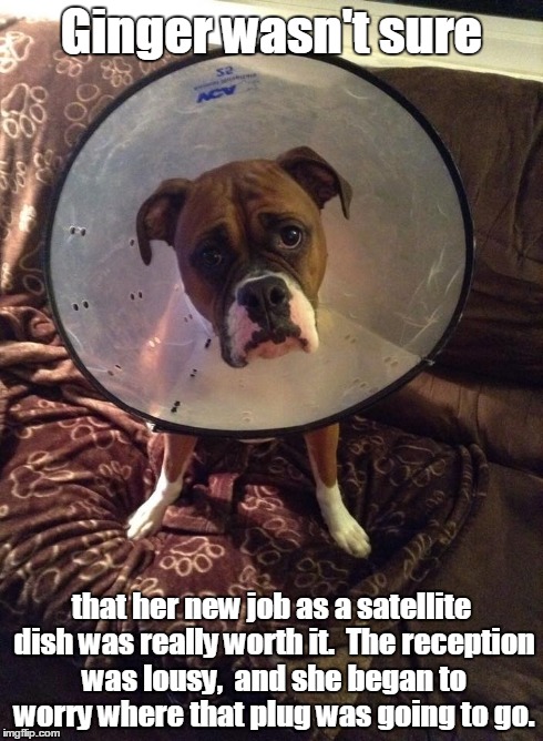Boxing Woes. | Ginger wasn't sure that her new job as a satellite dish was really worth it.  The reception was lousy,  and she began to worry where that pl | image tagged in funny,boxer,dog | made w/ Imgflip meme maker