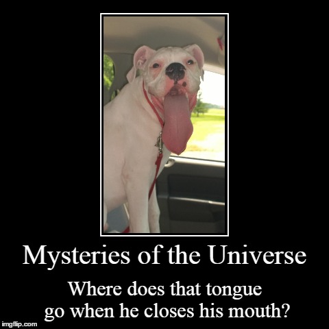 Mysteries of the Universe | Mysteries of the Universe | Where does that tongue go when he closes his mouth? | image tagged in funny,demotivationals,dog | made w/ Imgflip demotivational maker