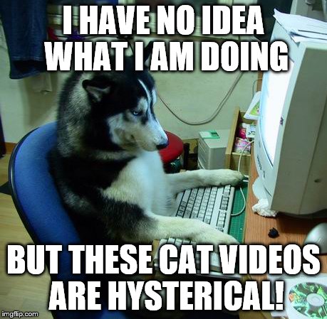 I Have No Idea What I Am Doing | I HAVE NO IDEA WHAT I AM DOING BUT THESE CAT VIDEOS ARE HYSTERICAL! | image tagged in memes,i have no idea what i am doing | made w/ Imgflip meme maker