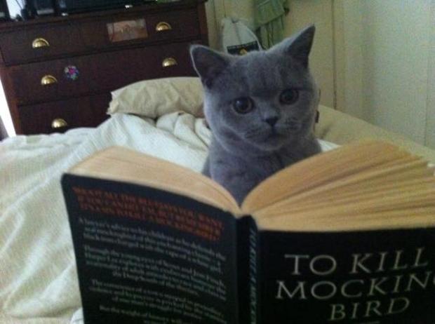 Reading Cat Blank Meme Template