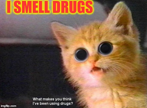 I SMELL DRUGS | image tagged in drugs | made w/ Imgflip meme maker