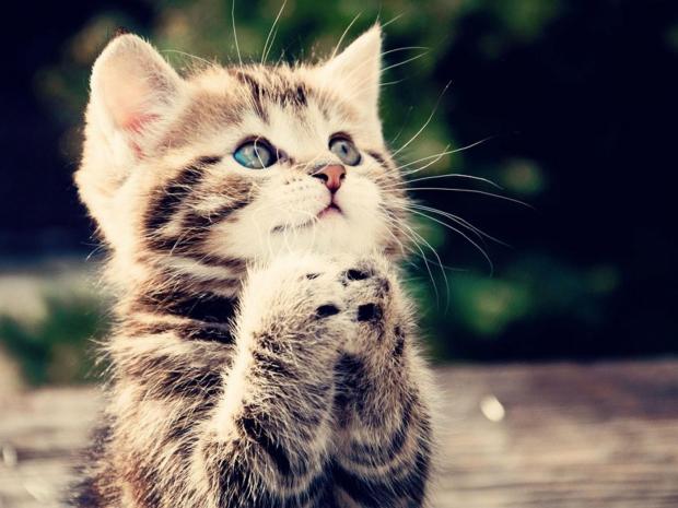 Can Haz Blank Meme Template