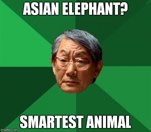 ASIAN ELEPHANT? SMARTEST ANIMAL | made w/ Imgflip meme maker