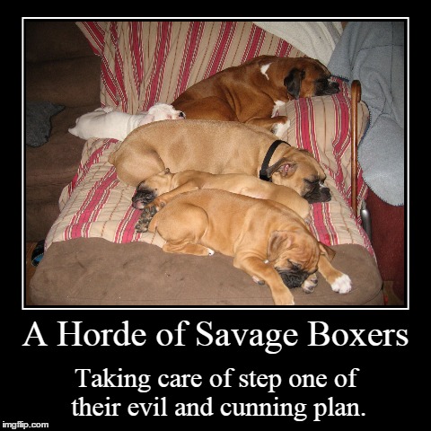 The Plan | image tagged in funny,demotivationals,dogs,dog | made w/ Imgflip demotivational maker