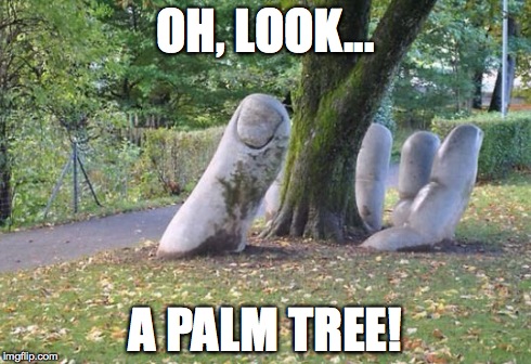 We must be in Florida! | OH, LOOK... A PALM TREE! | image tagged in florida,palm tree | made w/ Imgflip meme maker