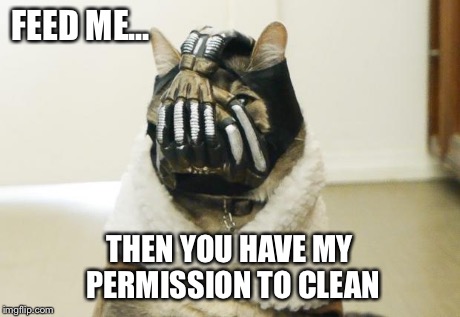 Bane Cat | FEED ME... THEN YOU HAVE MY PERMISSION TO CLEAN | image tagged in bane cat | made w/ Imgflip meme maker