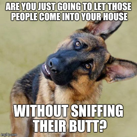 Confused Shepherd | ARE YOU JUST GOING TO LET THOSE PEOPLE COME INTO YOUR HOUSE WITHOUT SNIFFING THEIR BUTT? | image tagged in german shepherd | made w/ Imgflip meme maker