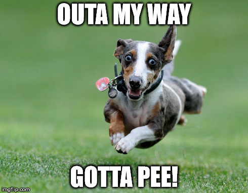 Gotta Pee | OUTA MY WAY GOTTA PEE! | image tagged in pee,dog,run | made w/ Imgflip meme maker