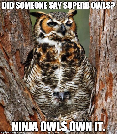 Quaid! | DID SOMEONE SAY SUPERB OWLS? NINJA OWLS OWN IT. | image tagged in quaid,funny,memes | made w/ Imgflip meme maker