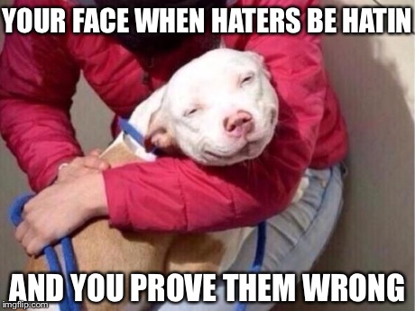 Smug Pitbull | YOUR FACE WHEN HATERS BE HATIN AND YOU PROVE THEM WRONG | image tagged in smug pitbull | made w/ Imgflip meme maker