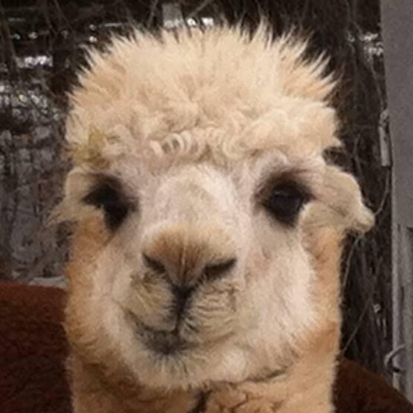 High Quality Alpaca Smirk Blank Meme Template