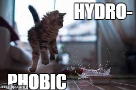 Scaredy-Cat | HYDRO- PHOBIC | image tagged in memes,funny,cats | made w/ Imgflip meme maker