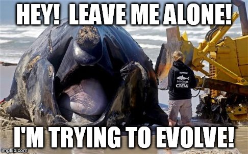 theory of evolution | HEY!  LEAVE ME ALONE! I'M TRYING TO EVOLVE! | image tagged in whale,evolution | made w/ Imgflip meme maker