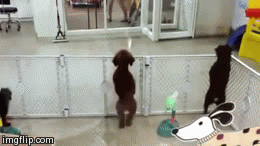 Pats fans | image tagged in gifs,puppy | made w/ Imgflip video-to-gif maker