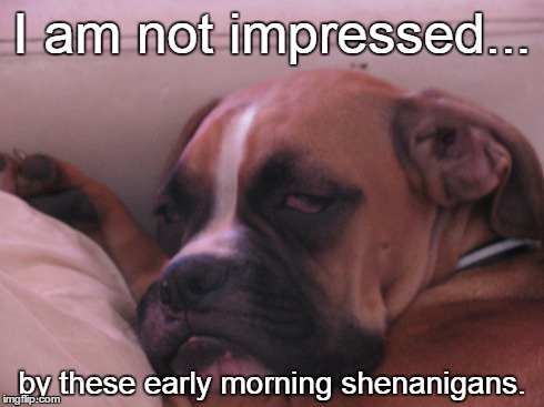 Shenanigans  | I am not impressed... by these early morning shenanigans. | image tagged in funny,boxer,memes,dog,mornings | made w/ Imgflip meme maker
