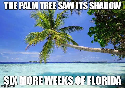 THE PALM TREE SAW ITS SHADOW SIX MORE WEEKS OF FLORIDA | made w/ Imgflip meme maker