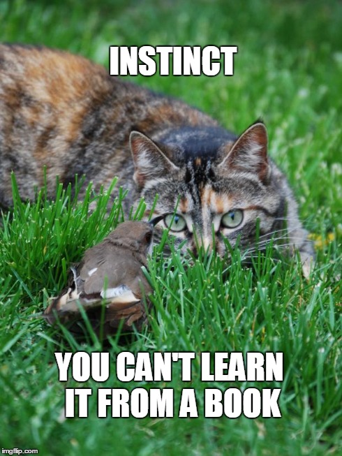 Instinct | INSTINCT YOU CAN'T LEARN IT FROM A BOOK | image tagged in cat and bird,memes | made w/ Imgflip meme maker