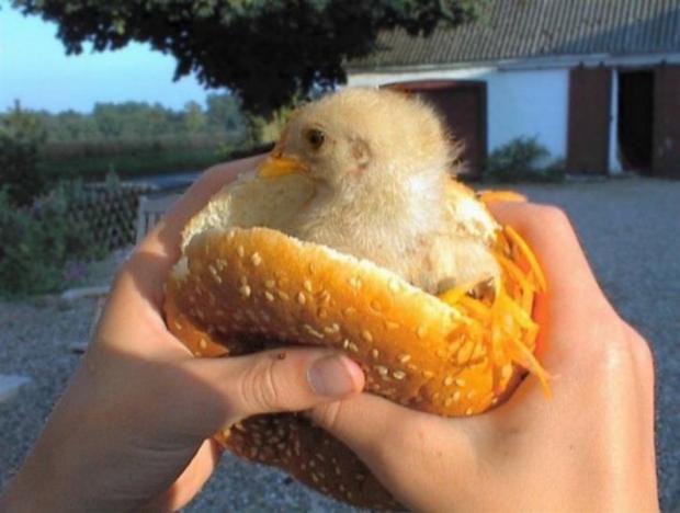 High Quality mcchicken mcpollo pollo chicken hamburguer hamburguesa Blank Meme Template