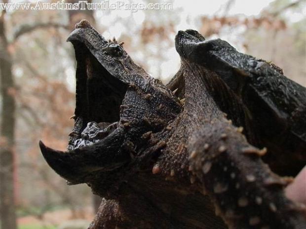 High Quality Alligator Snapping Turtle Blank Meme Template