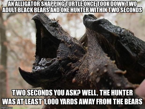 Alligator Snapping Turtle | AN ALLIGATOR SNAPPING TURTLE ONCE TOOK DOWN TWO ADULT BLACK BEARS AND ONE HUNTER WITHIN TWO SECONDS TWO SECONDS YOU ASK? WELL, THE HUNTER WA | image tagged in alligator snapping turtle | made w/ Imgflip meme maker