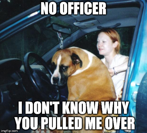 NO OFFICER I DON'T KNOW WHY YOU PULLED ME OVER | image tagged in guilty driving dog sid | made w/ Imgflip meme maker
