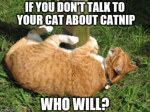 IF YOU DON'T TALK TO YOUR CAT ABOUT CATNIP WHO WILL? | image tagged in catnip cat | made w/ Imgflip meme maker