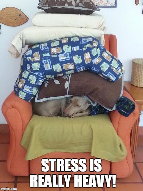 STRESS IS REALLY HEAVY! | image tagged in stress is heavy | made w/ Imgflip meme maker