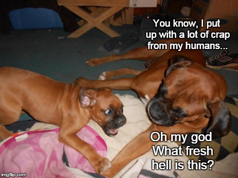 Fresh Hell | You know, I put up with a lot of crap from my humans... Oh my god What fresh hell is this? | image tagged in dog,funny | made w/ Imgflip meme maker