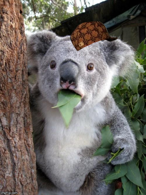 Surprised Koala Meme | image tagged in memes,surprised koala,scumbag | made w/ Imgflip meme maker