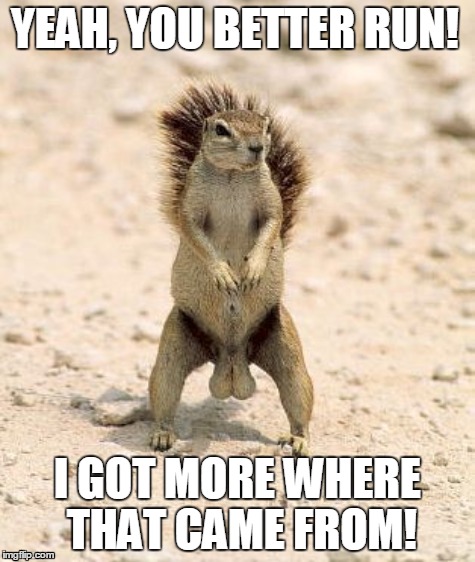 Super Confident Squirrel | YEAH, YOU BETTER RUN! I GOT MORE WHERE THAT CAME FROM! | image tagged in squirrel,animals,nuts | made w/ Imgflip meme maker