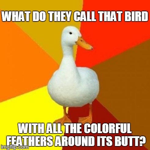 osprey, um, perrigrin, um, bird of prey? | WHAT DO THEY CALL THAT BIRD WITH ALL THE COLORFUL FEATHERS AROUND ITS BUTT? | image tagged in memes,tech impaired duck | made w/ Imgflip meme maker