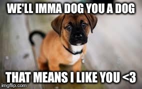Cute dog | WE'LL IMMA DOG YOU A DOG THAT MEANS I LIKE YOU <3 | image tagged in cute dog | made w/ Imgflip meme maker