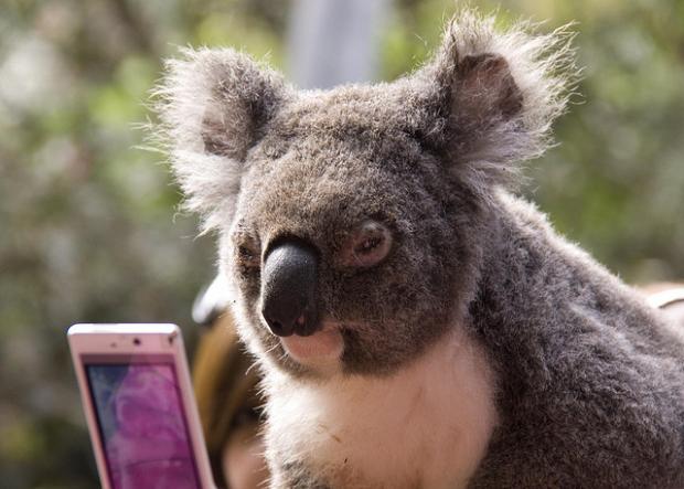 High Quality koala Blank Meme Template