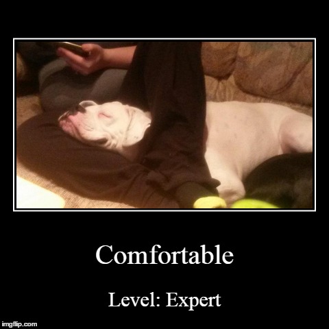 Comfort | image tagged in funny,demotivationals,dog | made w/ Imgflip demotivational maker