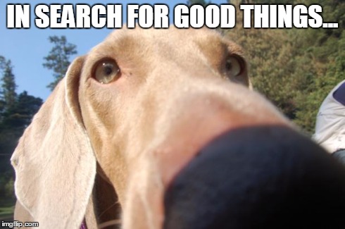 IN SEARCH FOR GOOD THINGS... | image tagged in nosey | made w/ Imgflip meme maker