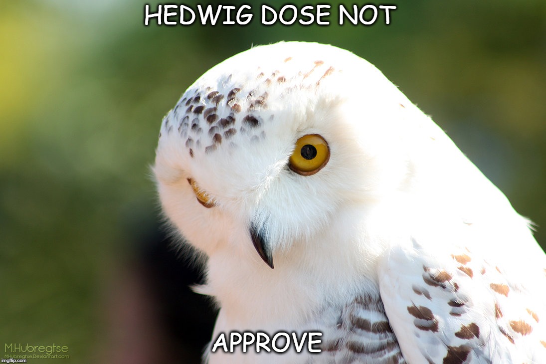 HEDWIG DOSE NOT APPROVE | image tagged in hedwig,harry potter | made w/ Imgflip meme maker